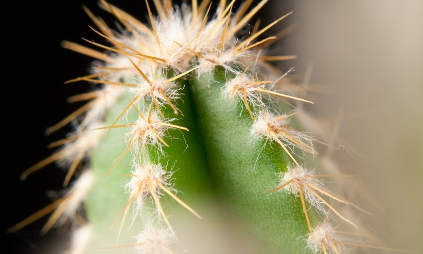 Image 7: 6 of 12 mini cacti of vetplanten