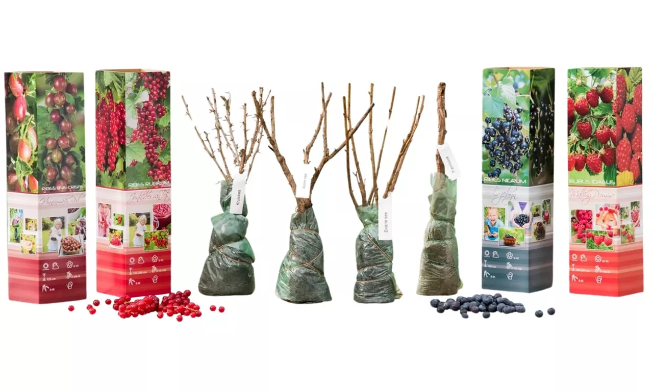 Set di 4 o 8 piante di ribes e lampone