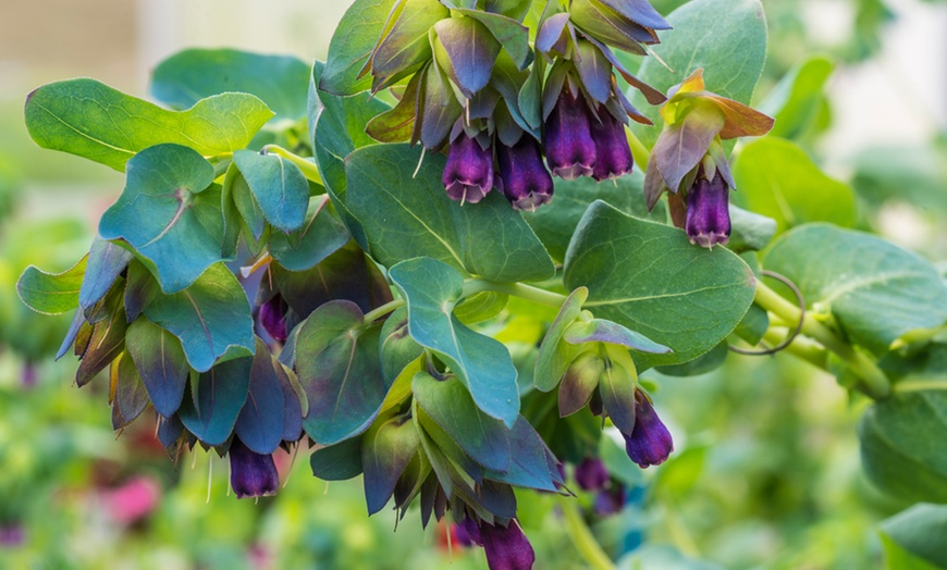 Image 4: Six Plug Plants of Cerinthe Major Purpurescens