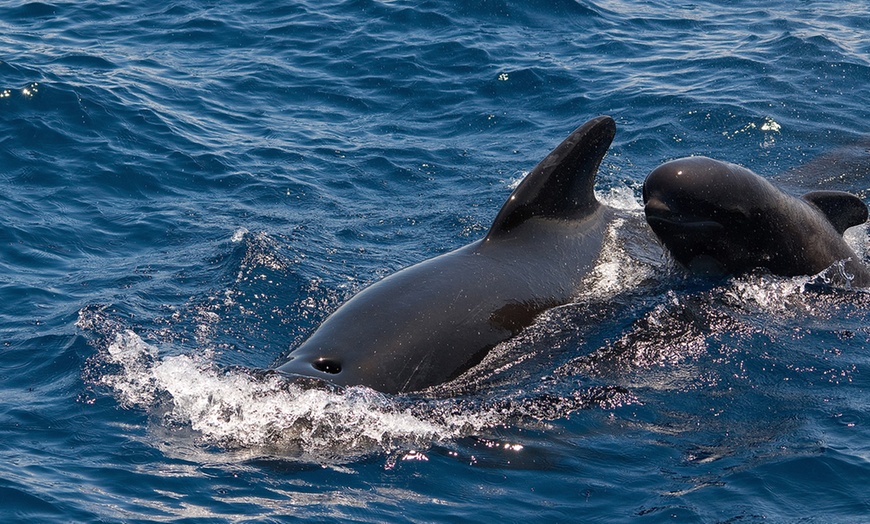 Image 2: Avistamiento de cetáceos en velero exclusivo con White Tenerife