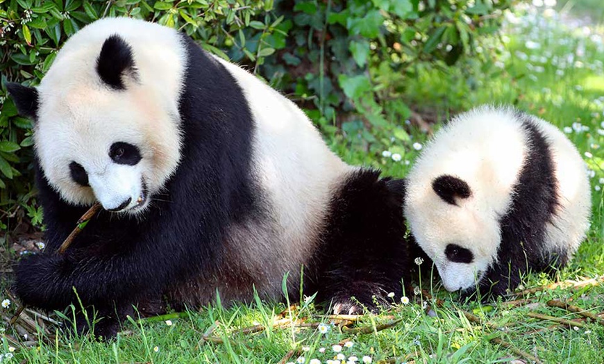 Image 9: Entrée au ZooParc de Beauval