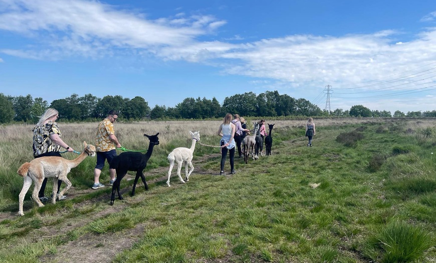 Image 7: Up to 27% Off on Farm Tour at Wetley Moor Alpacas