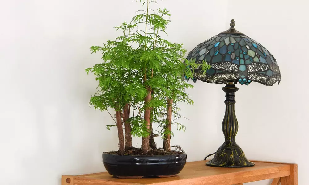 Bonsai Metasequoia Forest in Ceramic Pot - 1 or 2 Plants