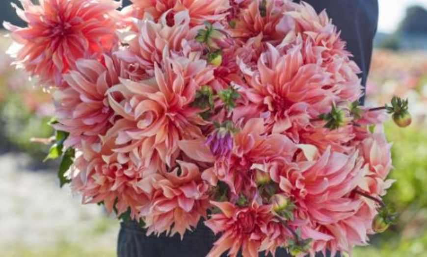 Image 9: Mixed Summer Dahlia Tubers