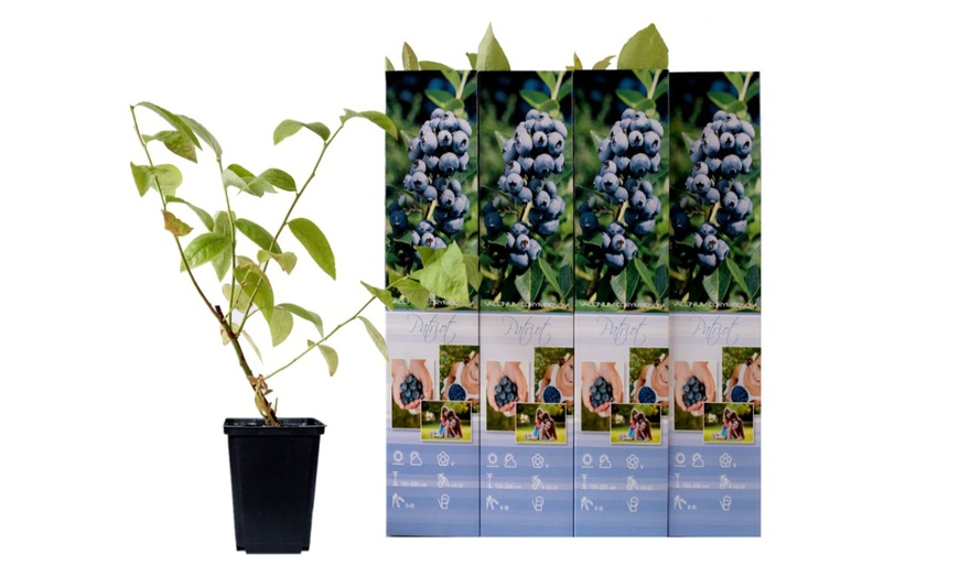 Image 4: Set van 4 of 8 blauwe bes planten