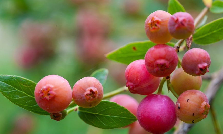 Image 2: 1, 2 or 3 Blueberry Pink Sapphire Plants in 2-Litre Pots
