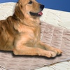 Washable Pet Toilet Training Pad