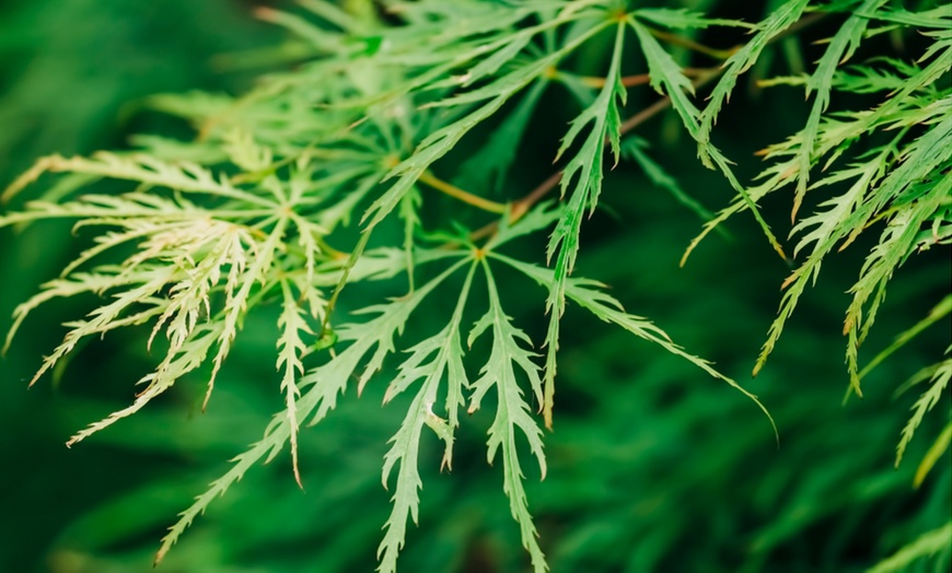 Image 5: Japanese Maple  Architectural Plant for Japanese Garden