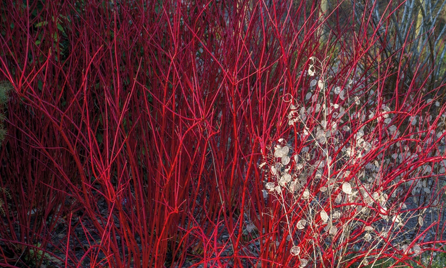 Image 5: Cornus Winter Stems Collection