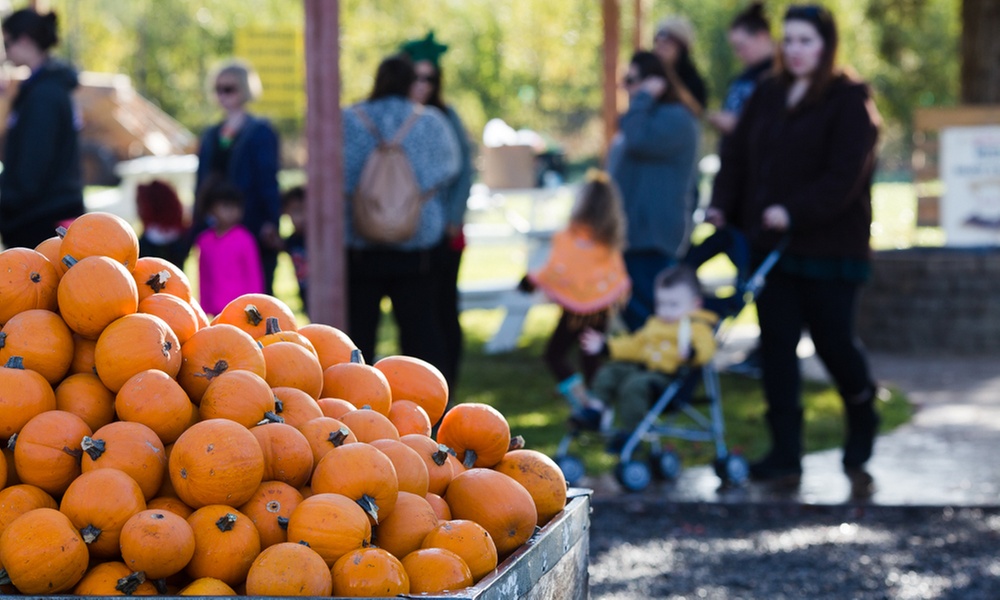 Pumpkin Picking and Fun Autumn Farm Activities for Your Family