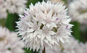 24 or 48 Allium Graceful Beauty Bulbs