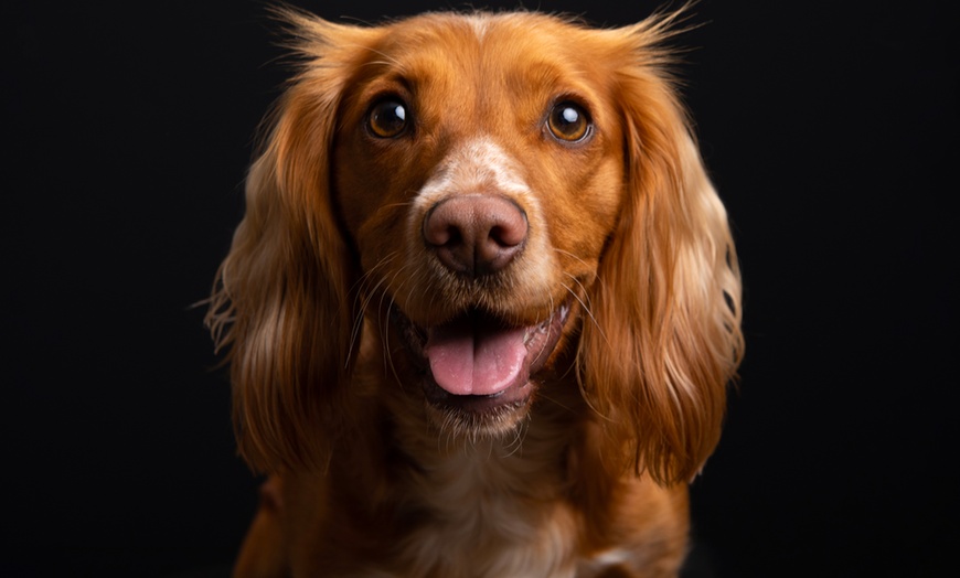 Image 3: Capture Precious Pet Moments in Studio at Barrett & Coe studios