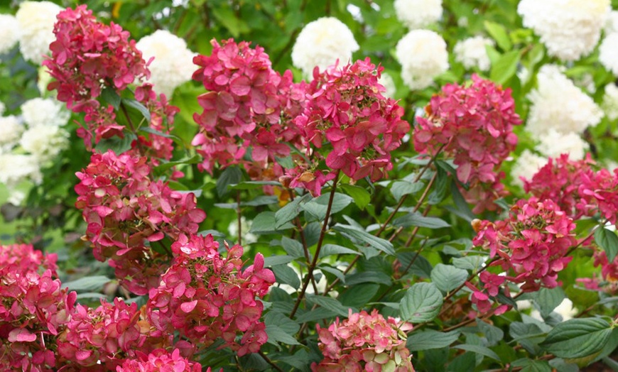 Image 3: Plant Hydrangea 'Wim's Red' XXL