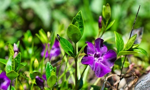 Groundcover Plant Collection - 3 or 6 Potted Plants