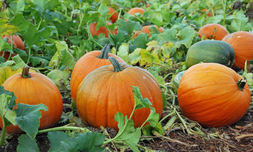 Jack B Little Pumpkin Patch | Groupon Goods