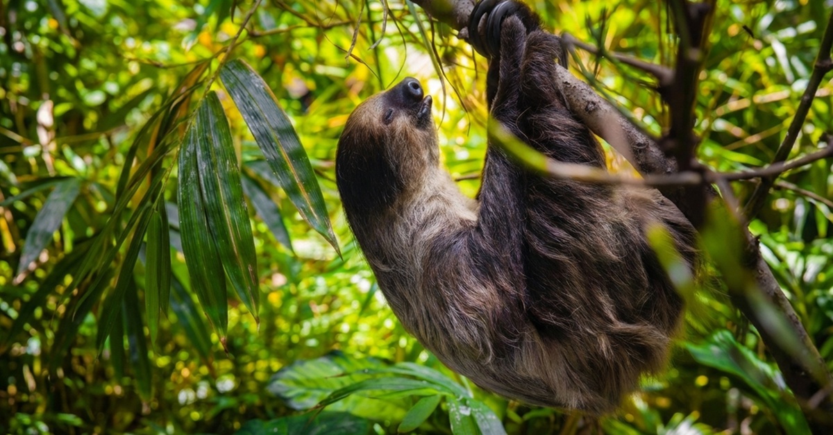 The Green Planet Dubai Tickets – Indoor Rainforest Experience The Green Planet Dubai Tickets – Indoor Rainforest Experience