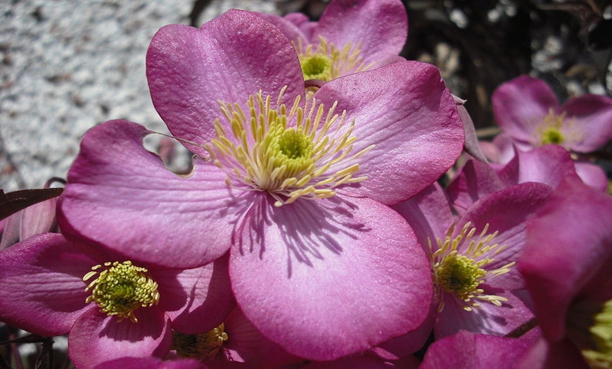 Image 4: Set de 3 plantas Clematis