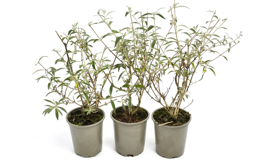 Image 9: 3x oder 8x Schmetterlingsflieder „Buddleja davidii"