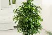 Plantas de interior: Ficus Binnendijckii, Ficus Danielle, Ficus Crepúsculo - Second Medium