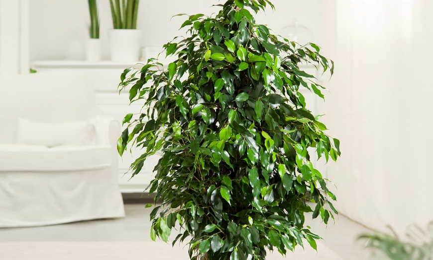 Image 5: Piante di Ficus