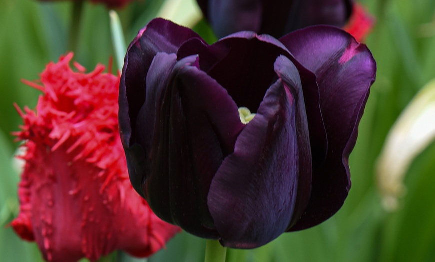 Image 2: 16 or 32 Tulip Berry Sorbet Mixed Collection Bulbs