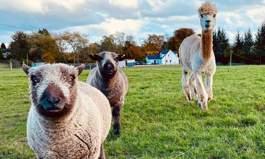 Image 9: Unleash Your Wild Side: Embark on a 90-Minute Alpaca Adventure