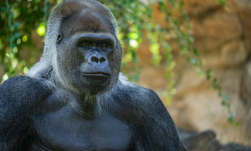 Image 20: ¡Descubre la aventura salvaje en Loro Parque!