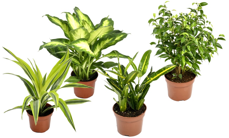 Image 3: Set de 4 plantes d'intérieur différentes