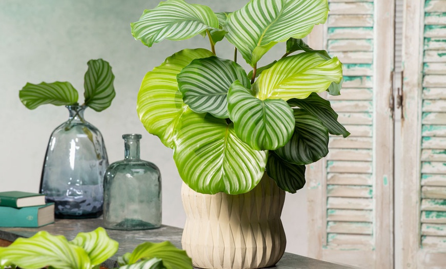 Image 10: Calathea, keuze uit 3 variëteiten