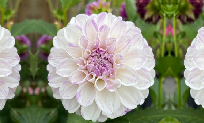 Six Dahlia 'Perfect Pom Pom' Tubers Collection | Groupon