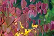 One, Two or Three Colour-Changing Katsura Trees - Image 5