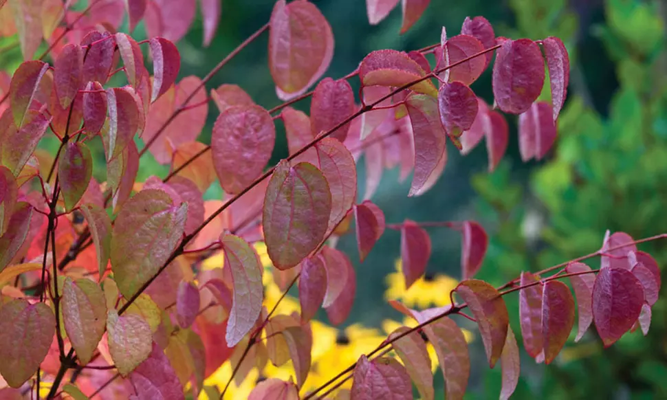 Colour-Changing Katsura Trees