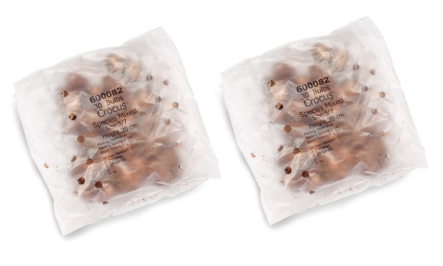 Image 5: 30 or 60 Bulbs of Mixed Species Crocus Spring Flowering Bulbs