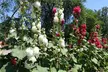 Hollyhock ‘Chater's Doubles’ – 3 or 6 Plants - Image 3