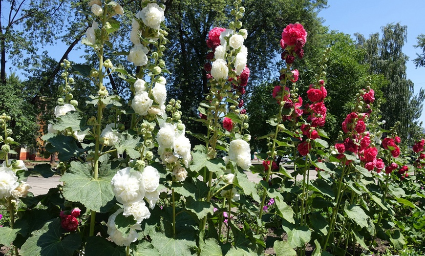 Image 3: Three or Six Hollyhock Chaters Doubles Plants