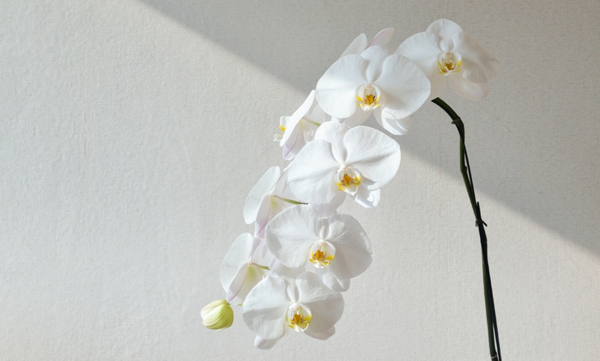 Image 6: Moth Orchid