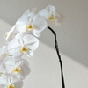 Image 6: Moth Orchid