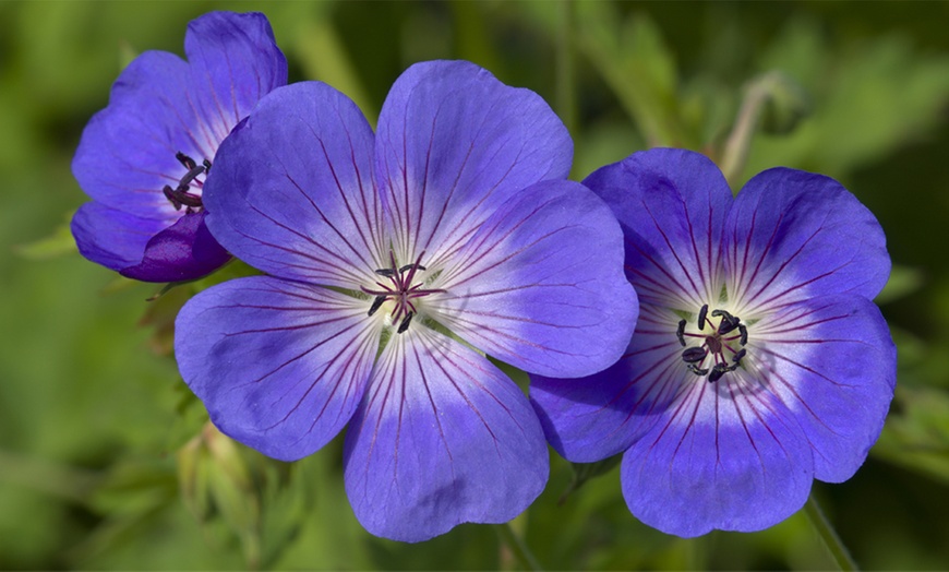 Image 3: Geranium Rozanne Plant in 2L Pot