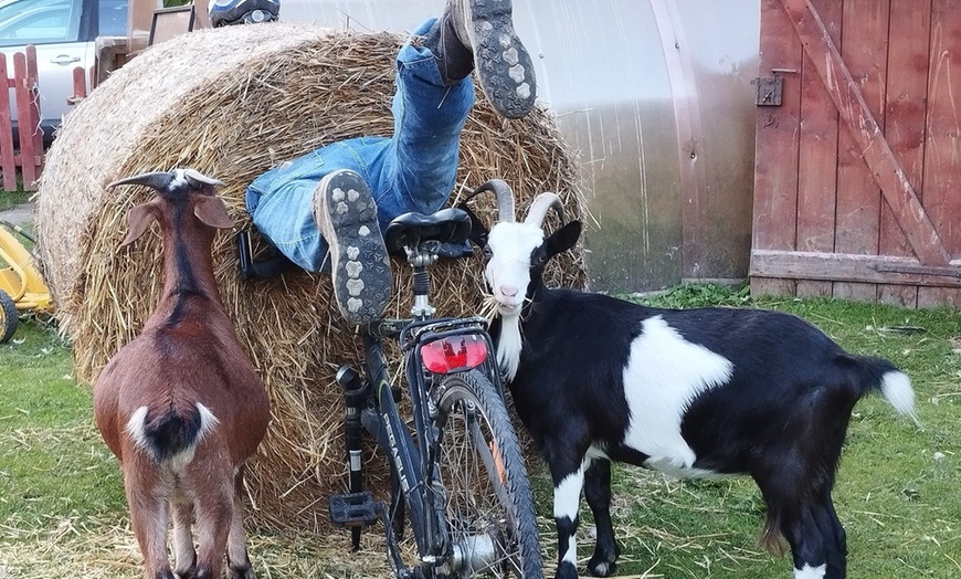 Image 6: Bilety do Mini Zoo Zwierzaczkowo w Szklarskiej Porębie