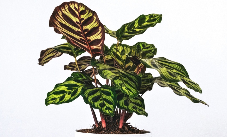 Image 12: Calathea, keuze uit 3 variëteiten