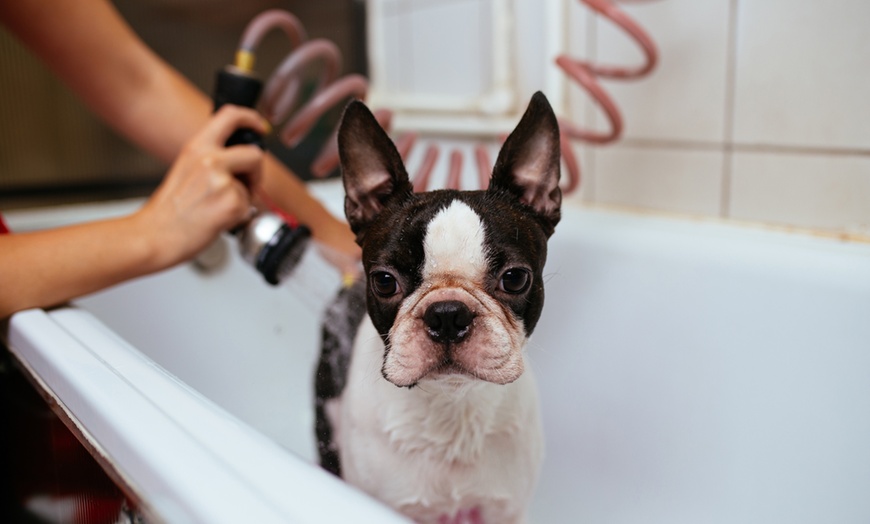 Image 1: Toilettage complet pour chien ou chat à prix doux