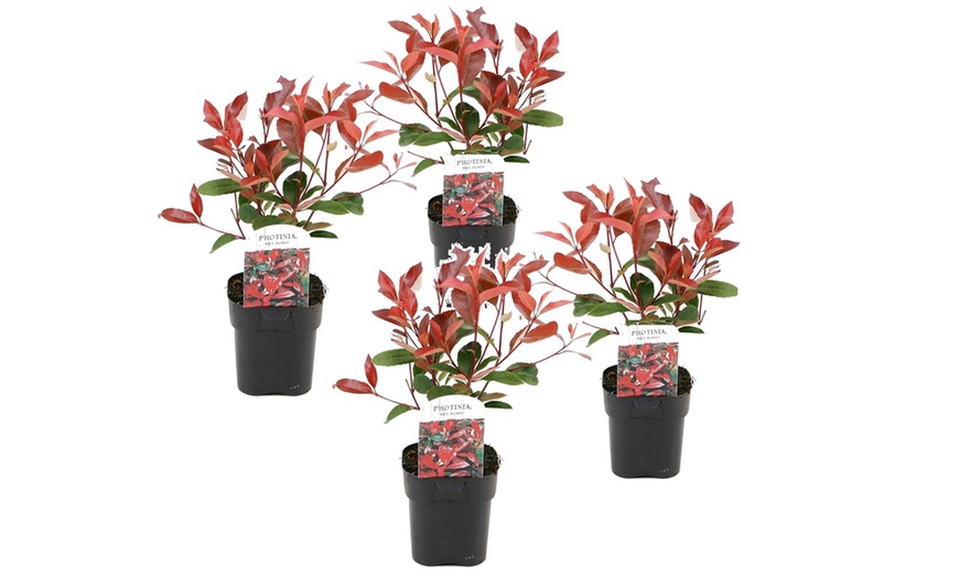 Image 3: Lot de 2, 4 ou 6 plantes de Photinia 'Red Robin'