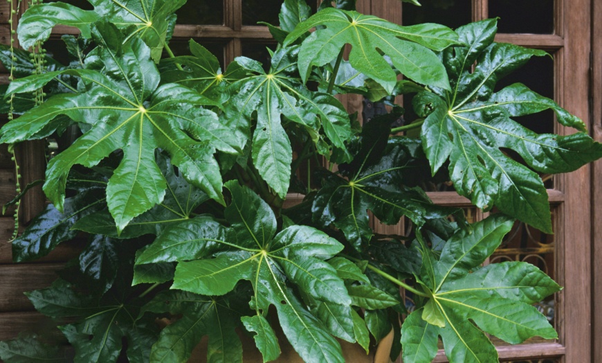 Image 4: Fatsia Japonica Shrub in 3.5L Pot