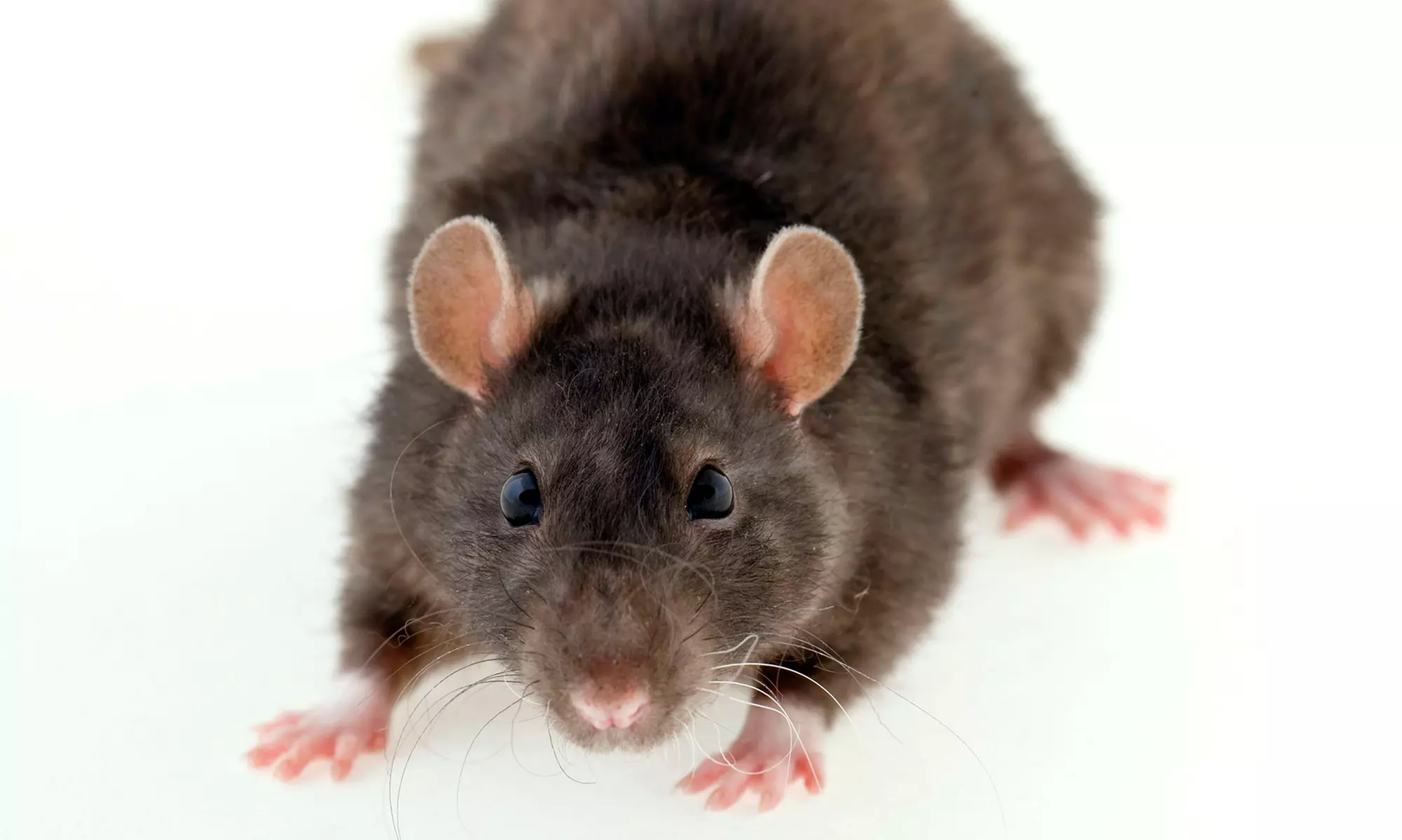 Rodent Inspection or Animal Trapping with Home Inspection from A&A Termite and Pest Control (Up to 64% Off) - Primary Image