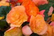 5, 10 or 20 Begonia Apricot Shades Improved F1 Hybrid Bulbs - Image 5