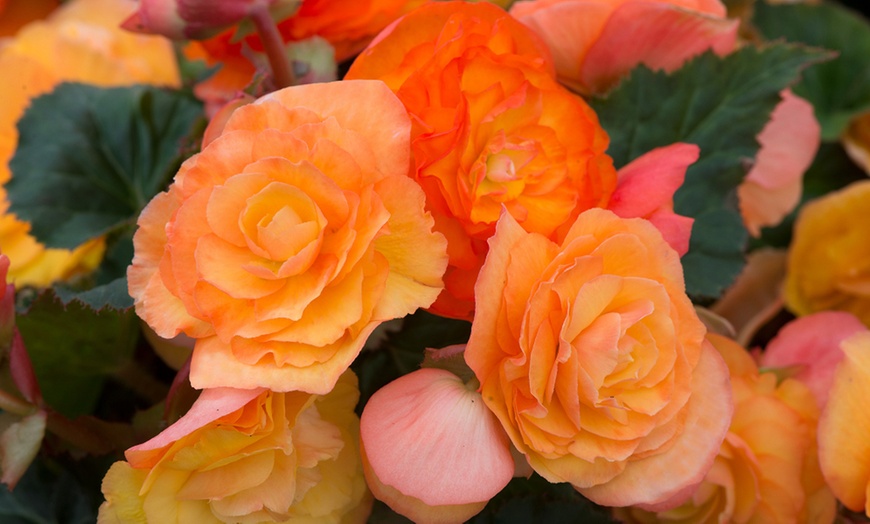 Image 5: 5, 10 or 20 Begonia Apricot Shades Improved F1 Hybrid Bulbs