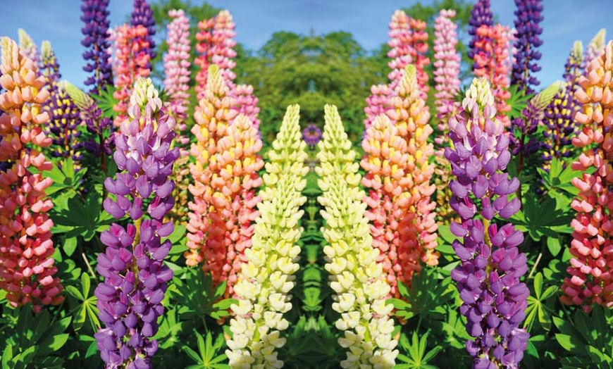 Image 6: 3, 6 or 12 Lupin Russell Hybrids Plants