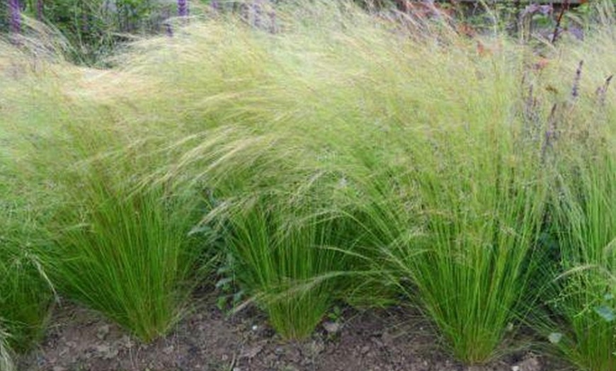 Image 2: 4 of 8 Stipa tenuissima 'ponytails' planten