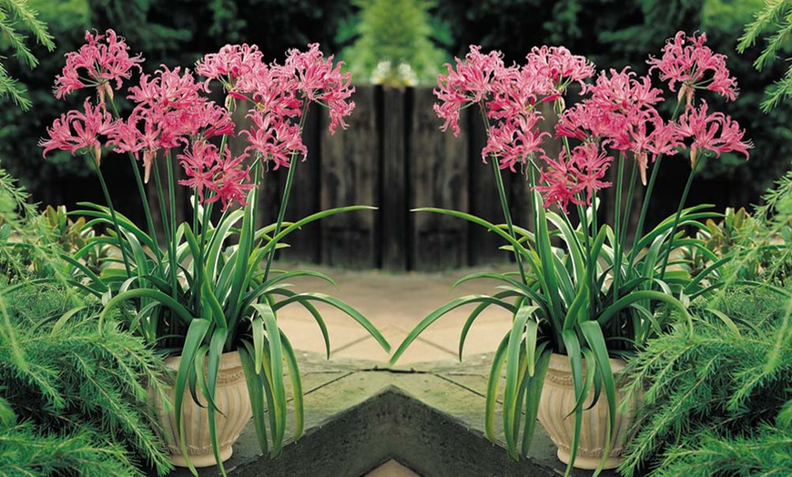 Image 4: Nerine Bowdenii Bulbs