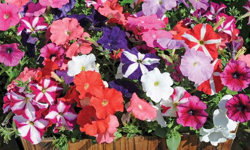 Image 2: Summer Bedding Plant Collection